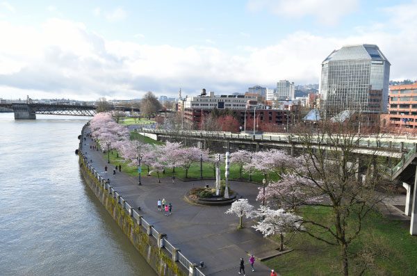 An aerial view of Portland's waterfront park with cherry blossoms